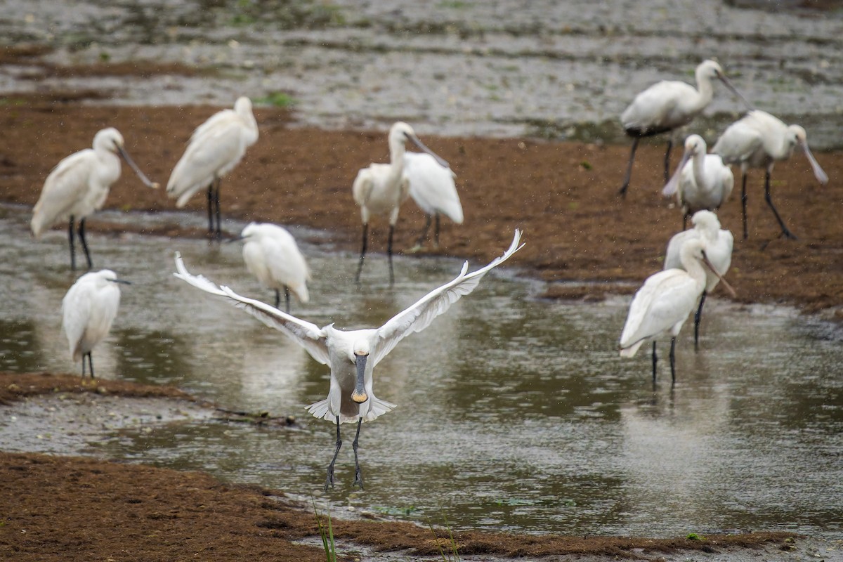 Eurasian Spoonbill - ML643775415