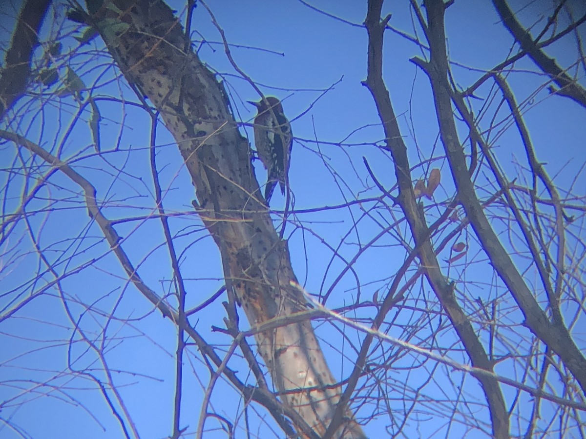 Red-breasted Sapsucker - ML643775421