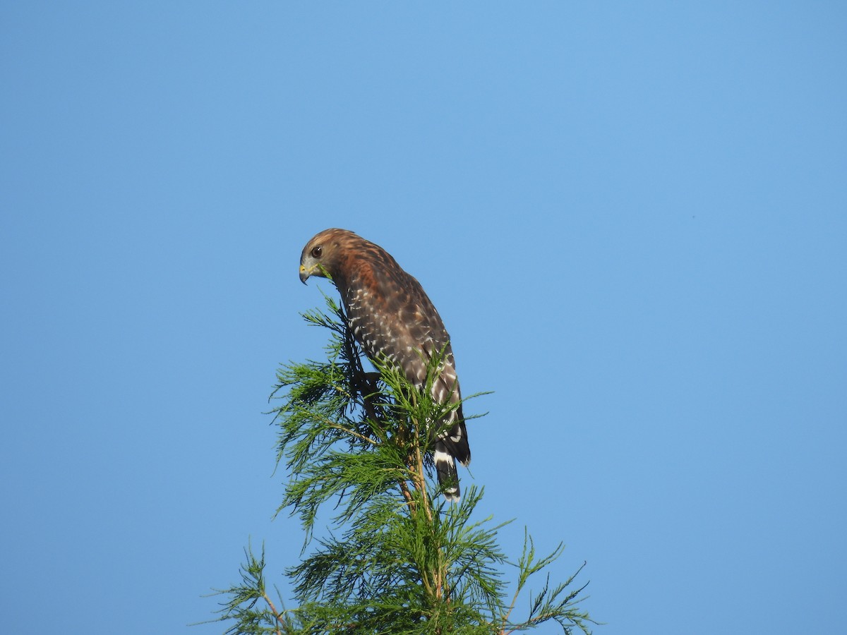 Red-shouldered Hawk - ML643775425