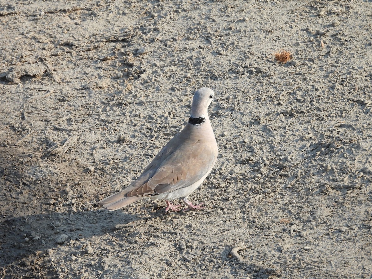 Ring-necked Dove - ML643775432