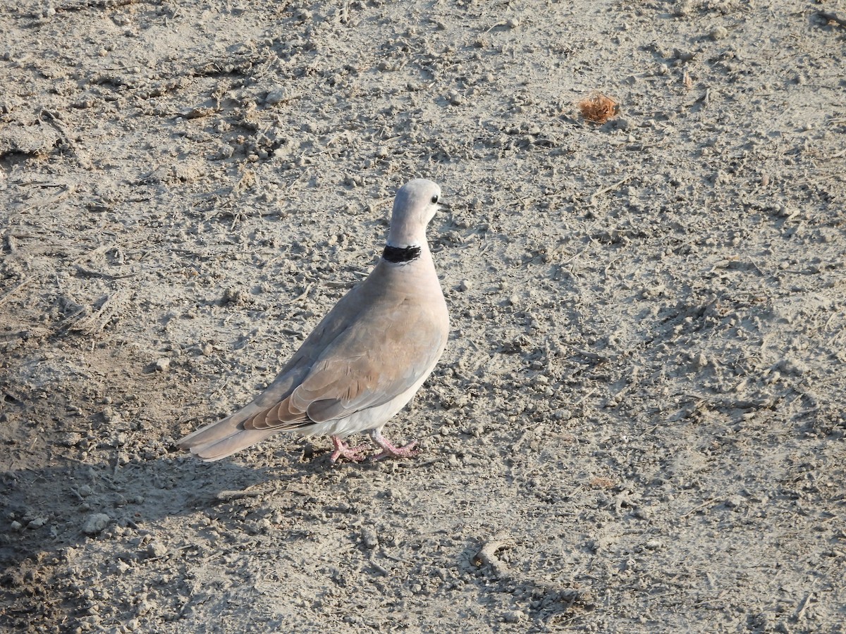 Ring-necked Dove - ML643775433