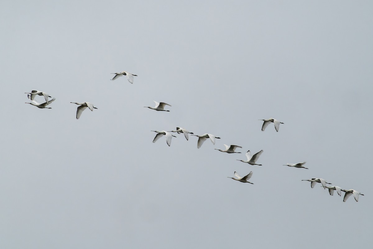 Eurasian Spoonbill - ML643775437