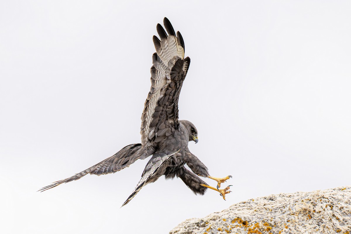 Variable Hawk - ML643775439