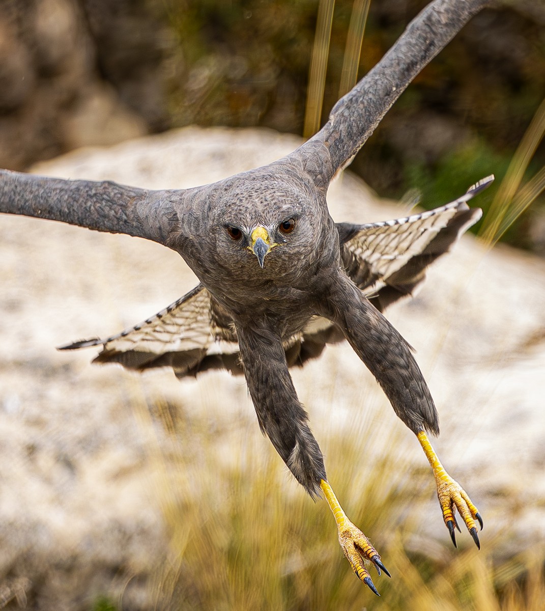 Variable Hawk - ML643775440