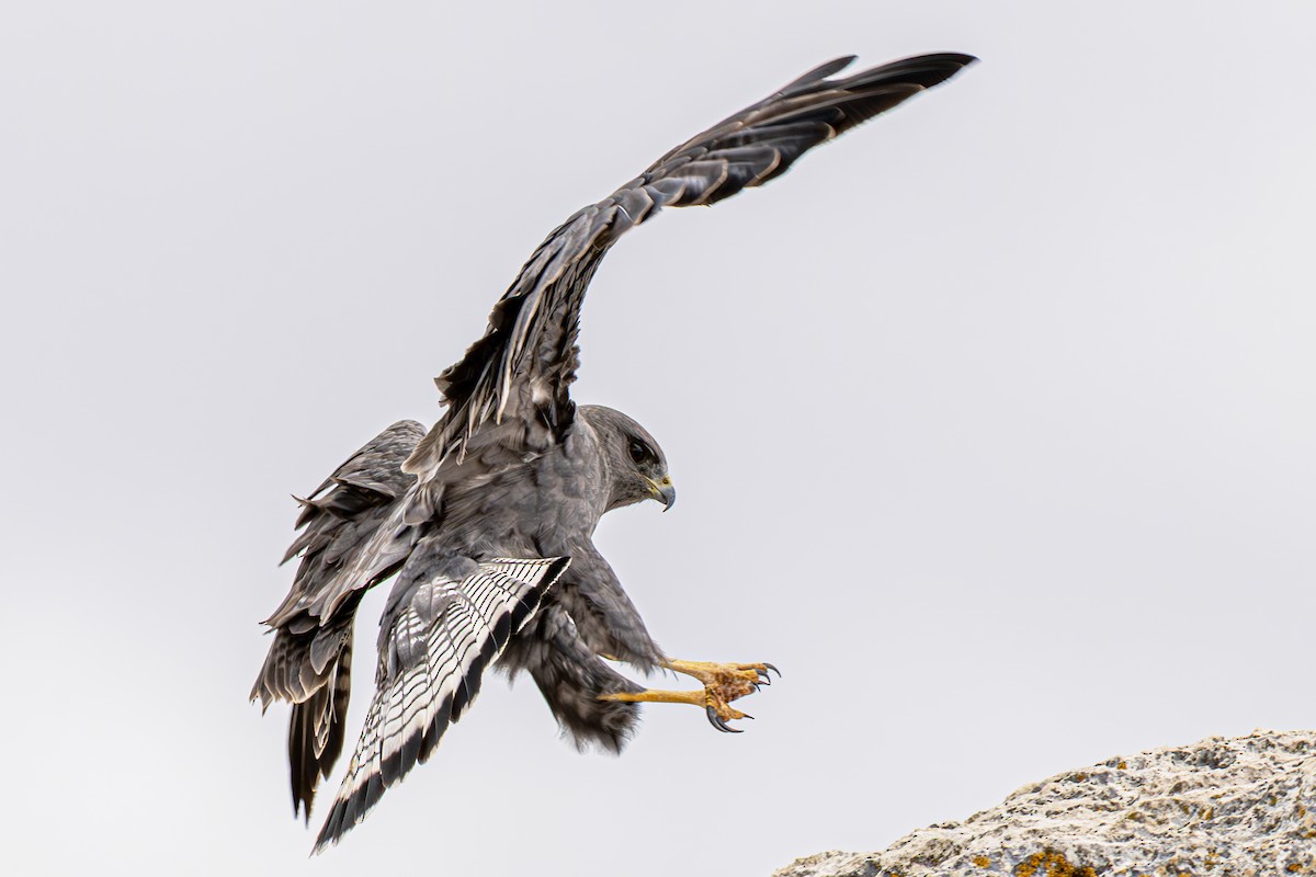 Variable Hawk - ML643775441