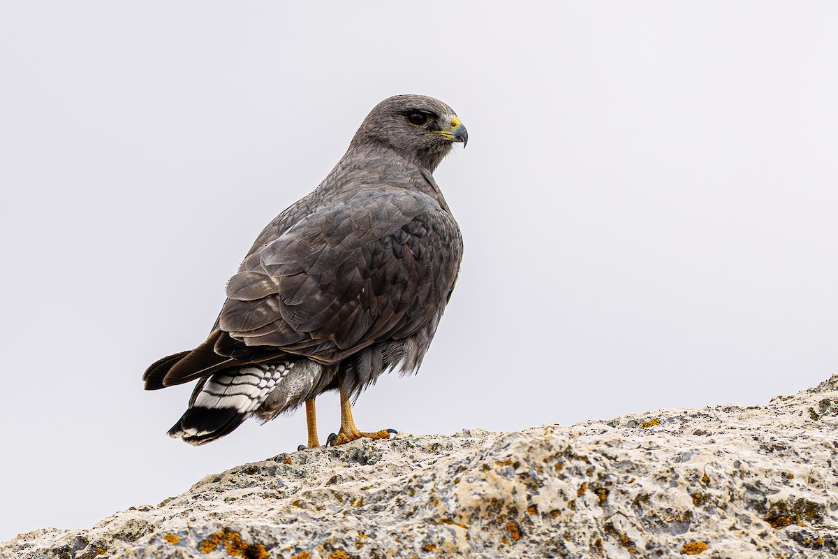 Variable Hawk - ML643775443