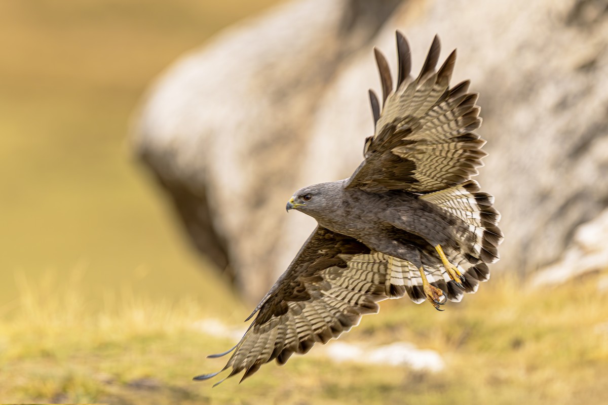 Variable Hawk - ML643775444