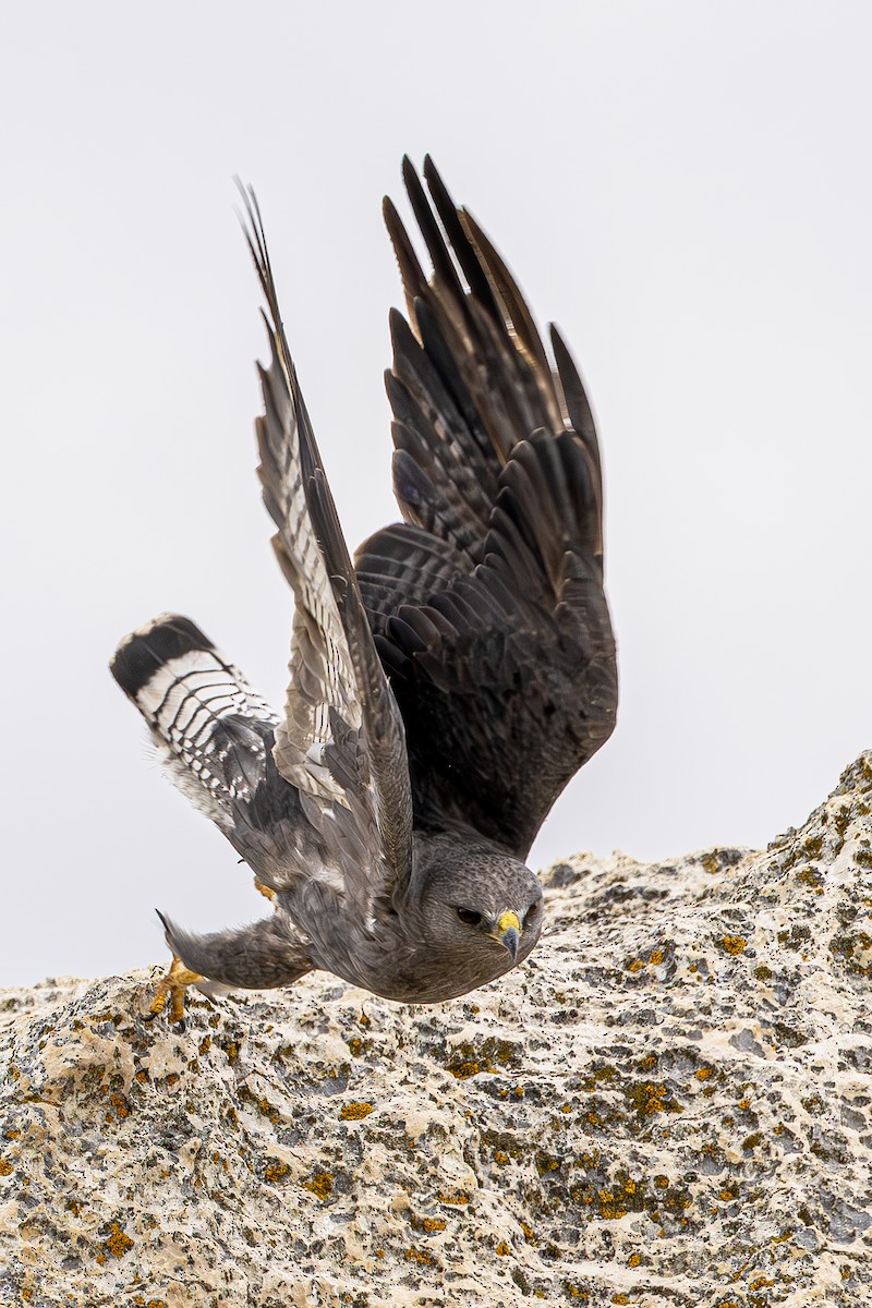 Variable Hawk - ML643775445