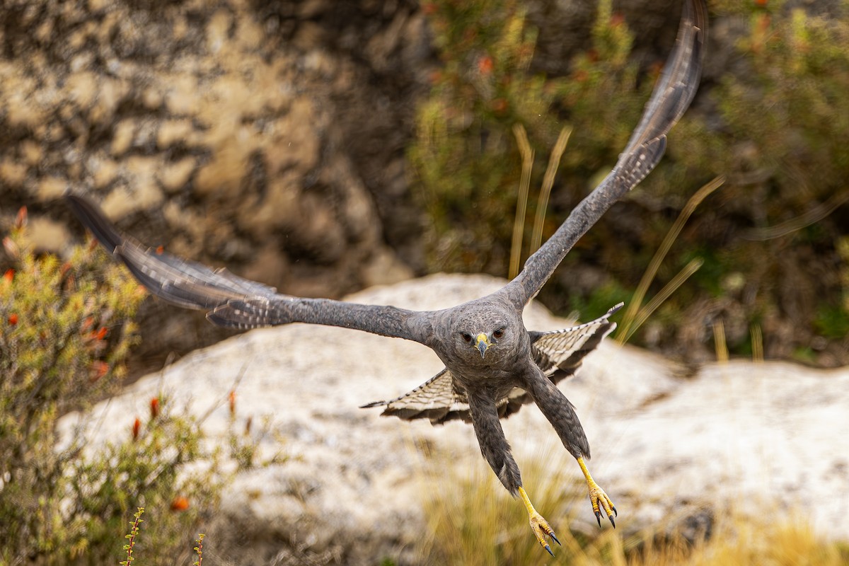 Variable Hawk - ML643775446