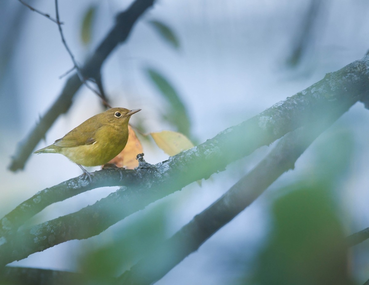 Connecticut Warbler - ML643775457