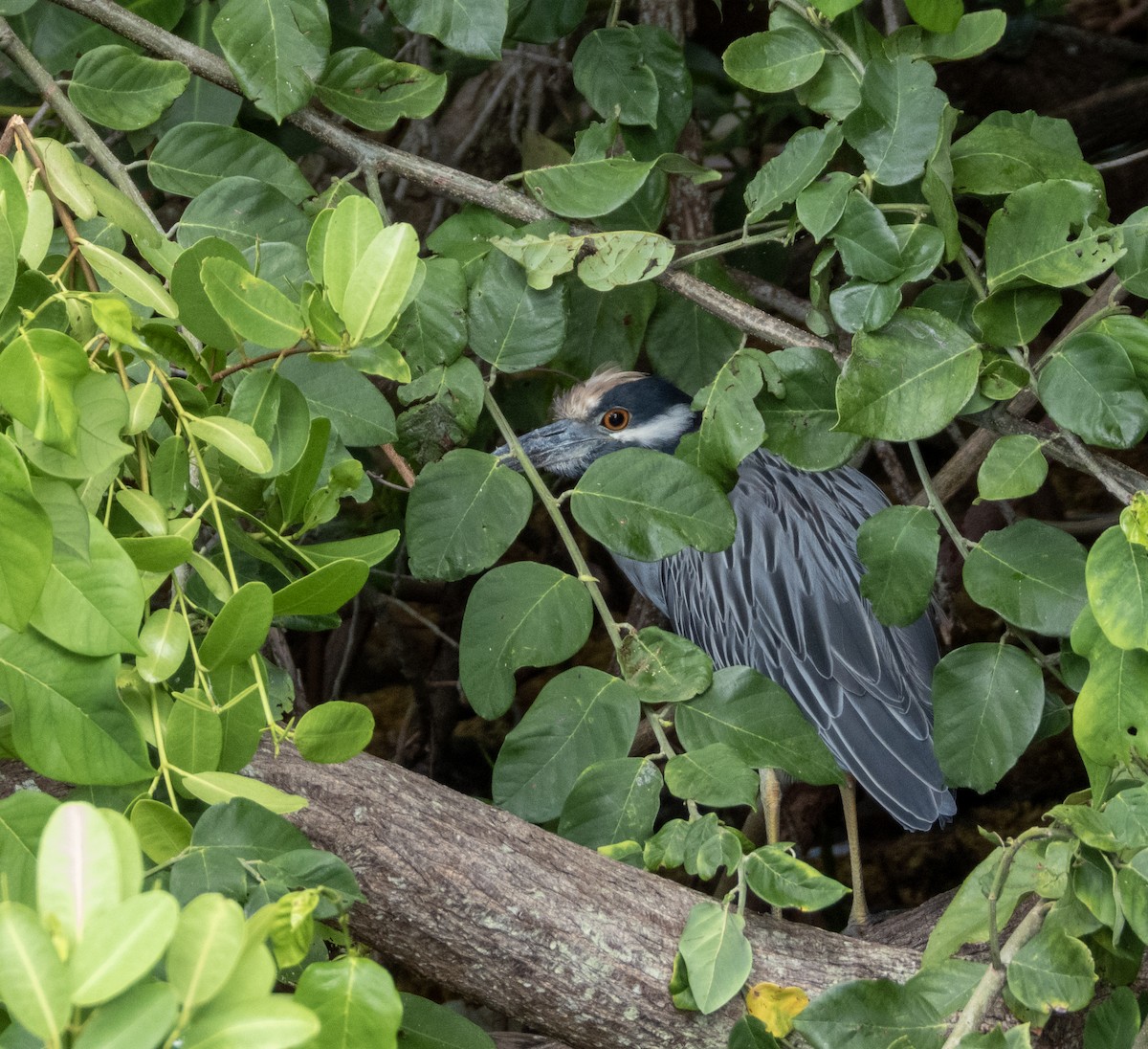 Yellow-crowned Night Heron - ML643775459