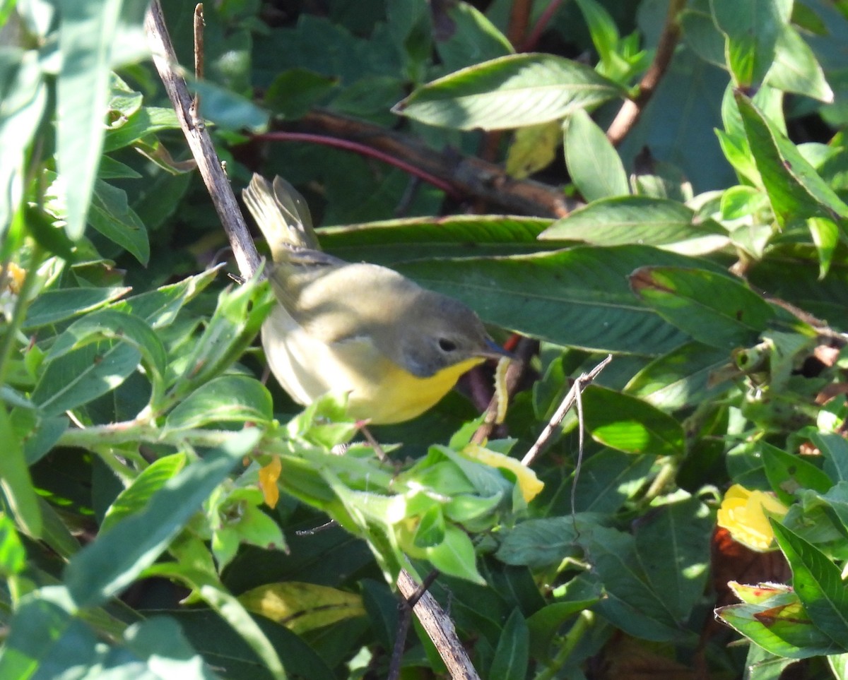 Common Yellowthroat - ML643775461