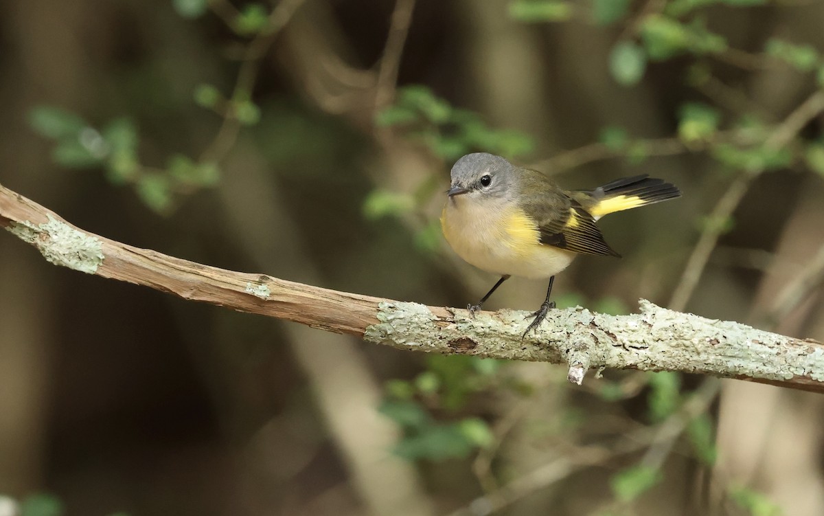 American Redstart - ML643775462