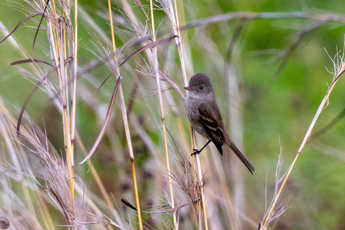 Stripe-tailed Hummingbird - ML643775468