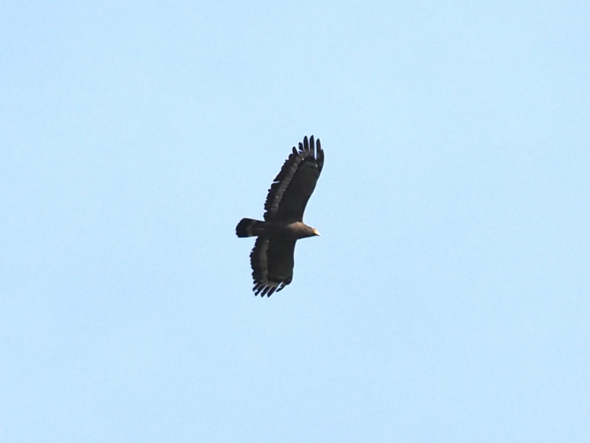Crested Serpent-Eagle - ML643775469