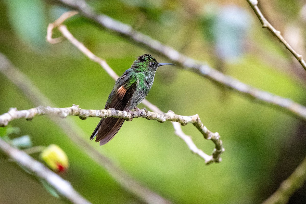 Stripe-tailed Hummingbird - ML643775470