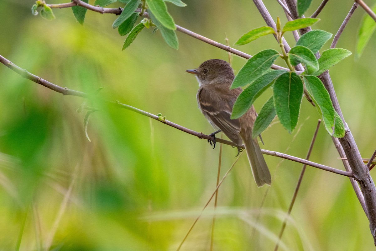 Stripe-tailed Hummingbird - ML643775471