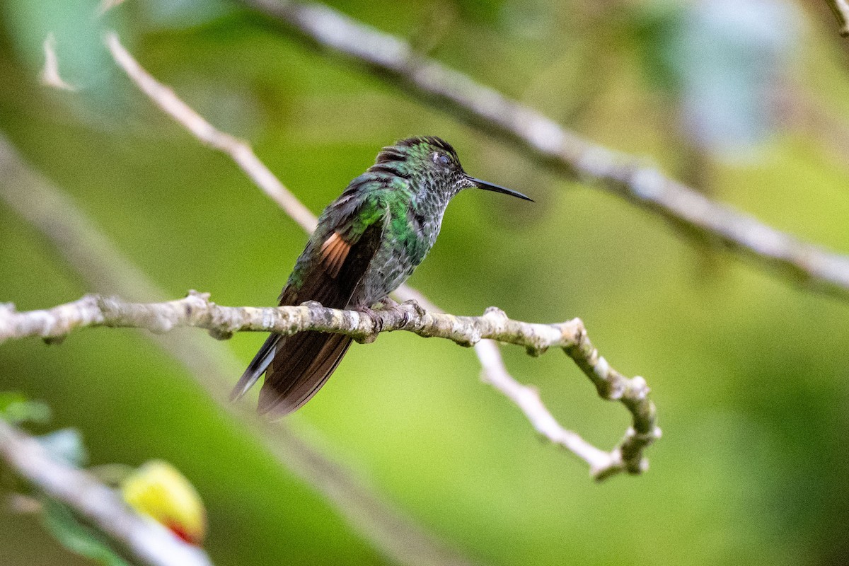 Stripe-tailed Hummingbird - ML643775472