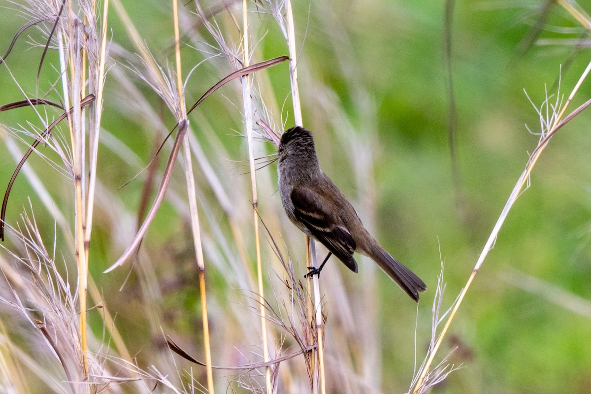 Stripe-tailed Hummingbird - ML643775473
