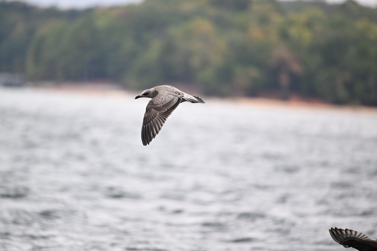 racek žlutonohý - ML643775474