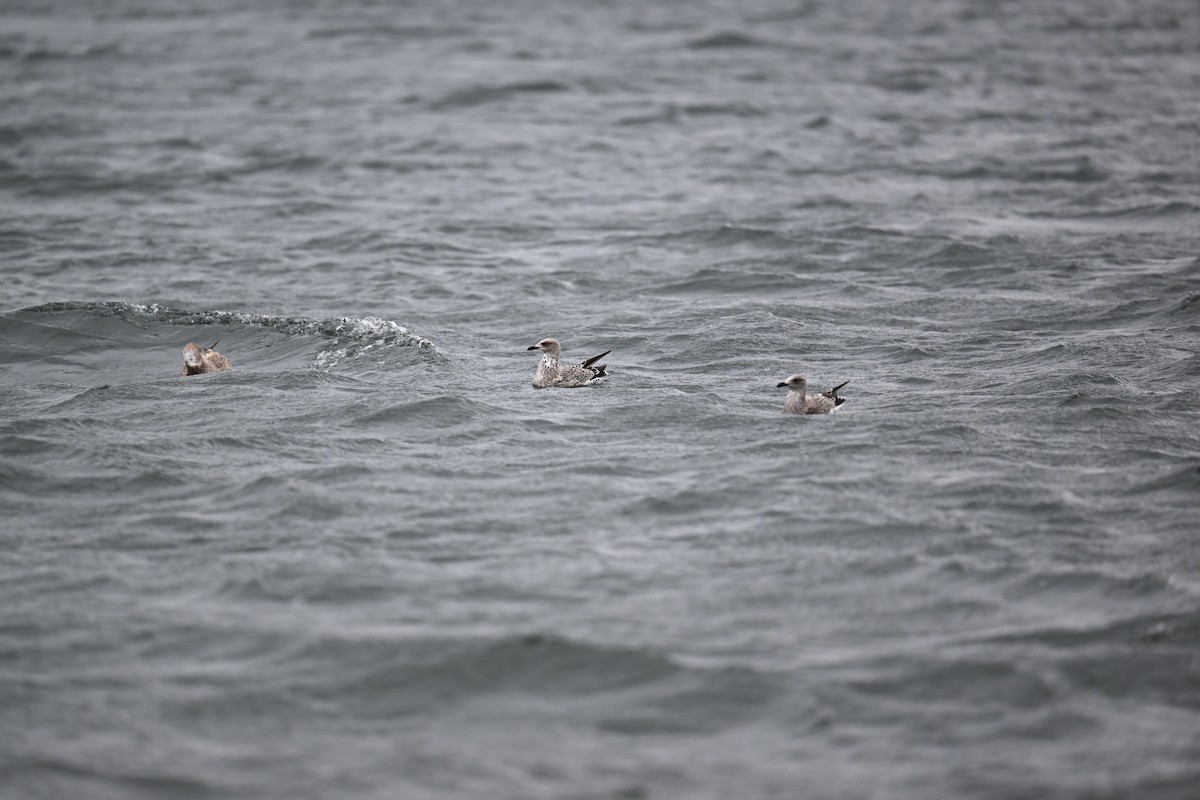 racek žlutonohý - ML643775475