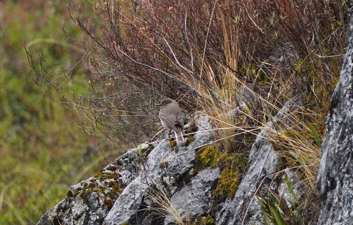 Black-billed Shrike-Tyrant - ML643775476