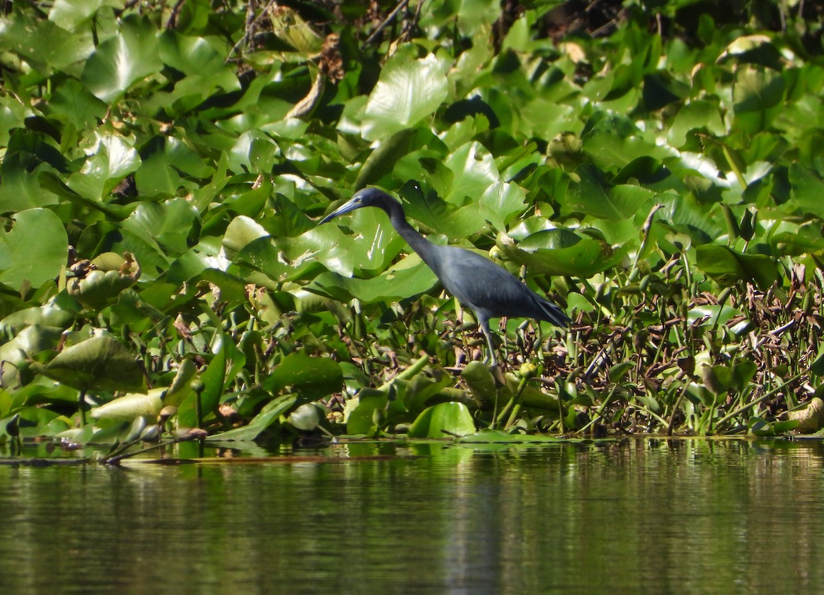 Little Blue Heron - ML643775480