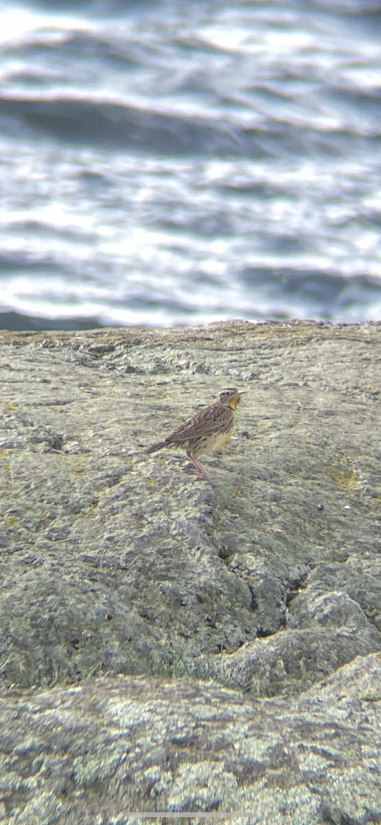 Western Meadowlark - ML643775481