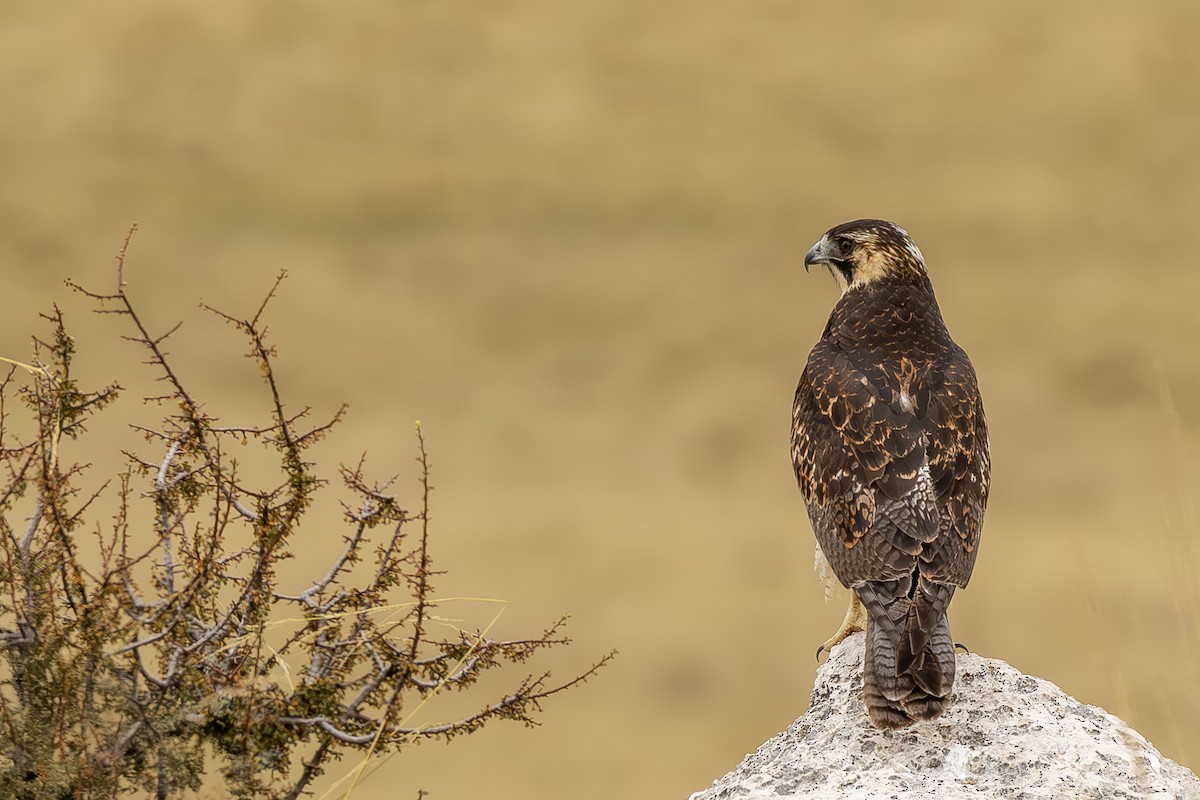 Variable Hawk - ML643775482