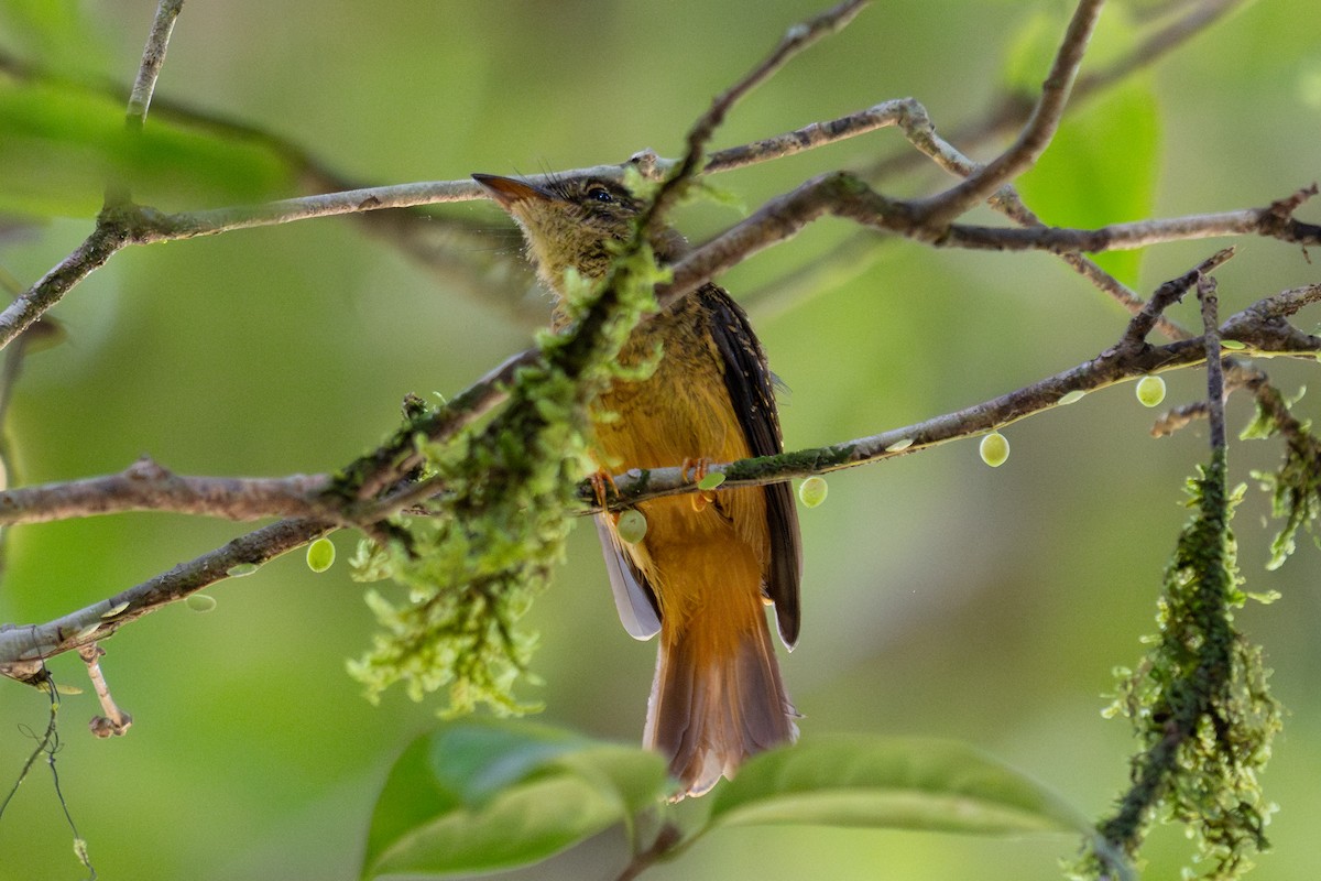 Tropical Royal Flycatcher - ML643775502