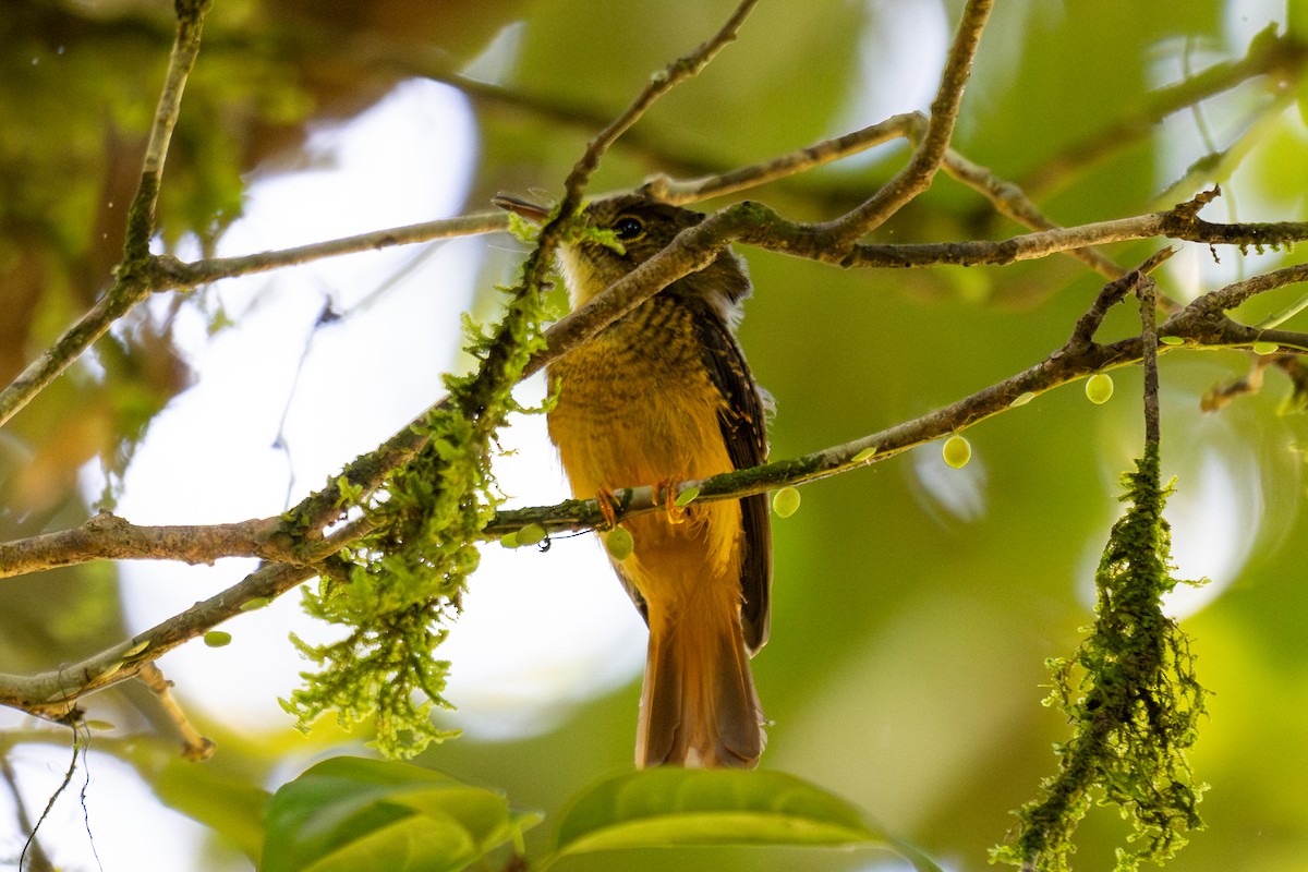 Tropical Royal Flycatcher - ML643775503