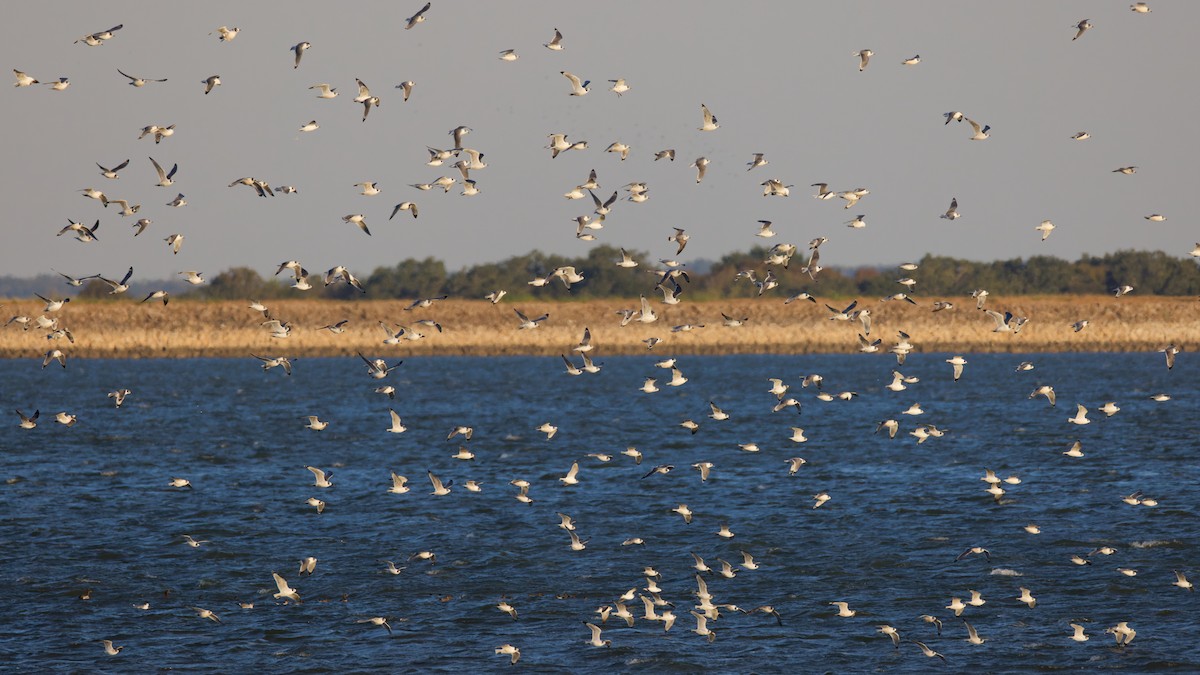Franklin's Gull - ML643775522