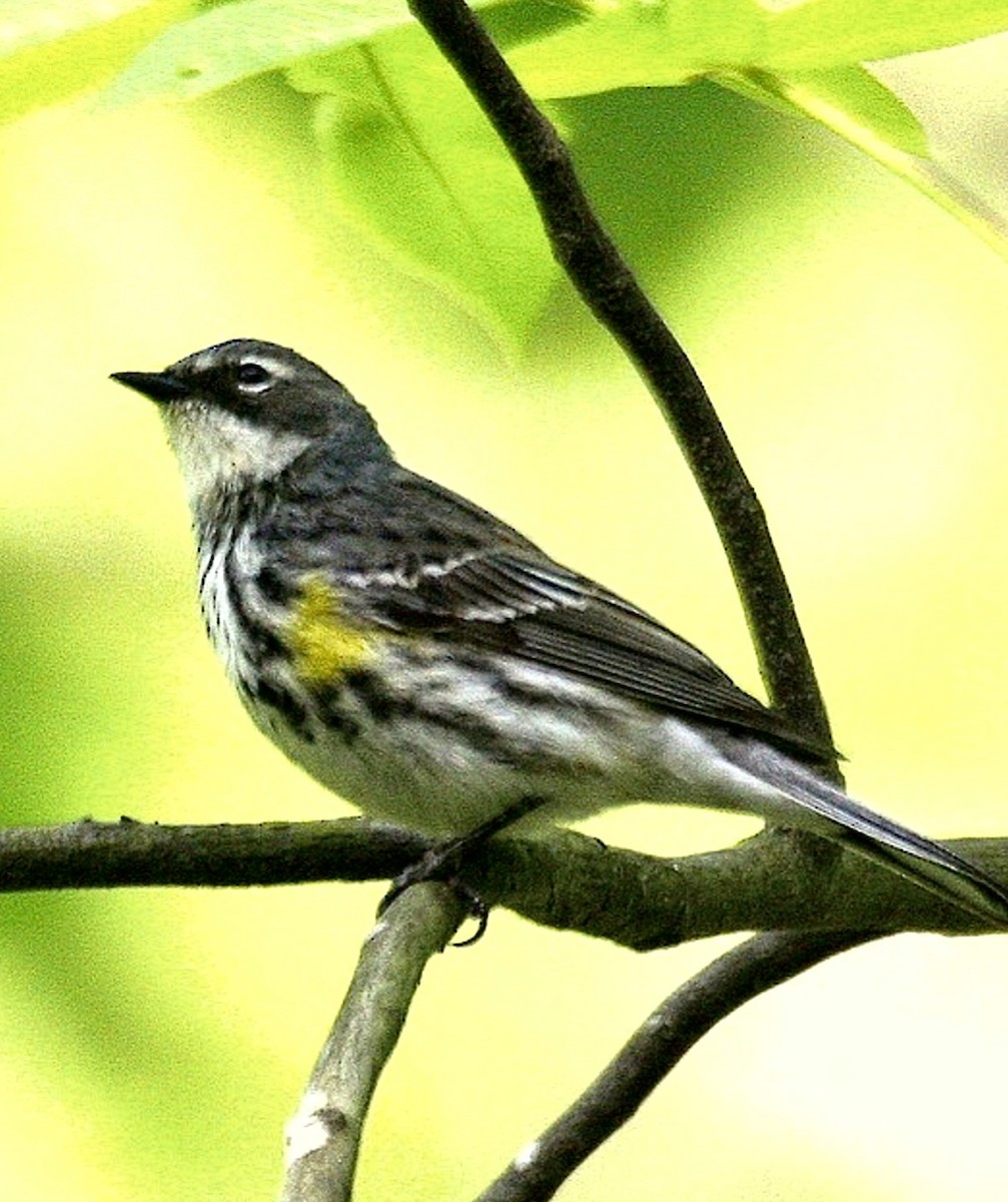 キヅタアメリカムシクイ（coronata） - ML643775535