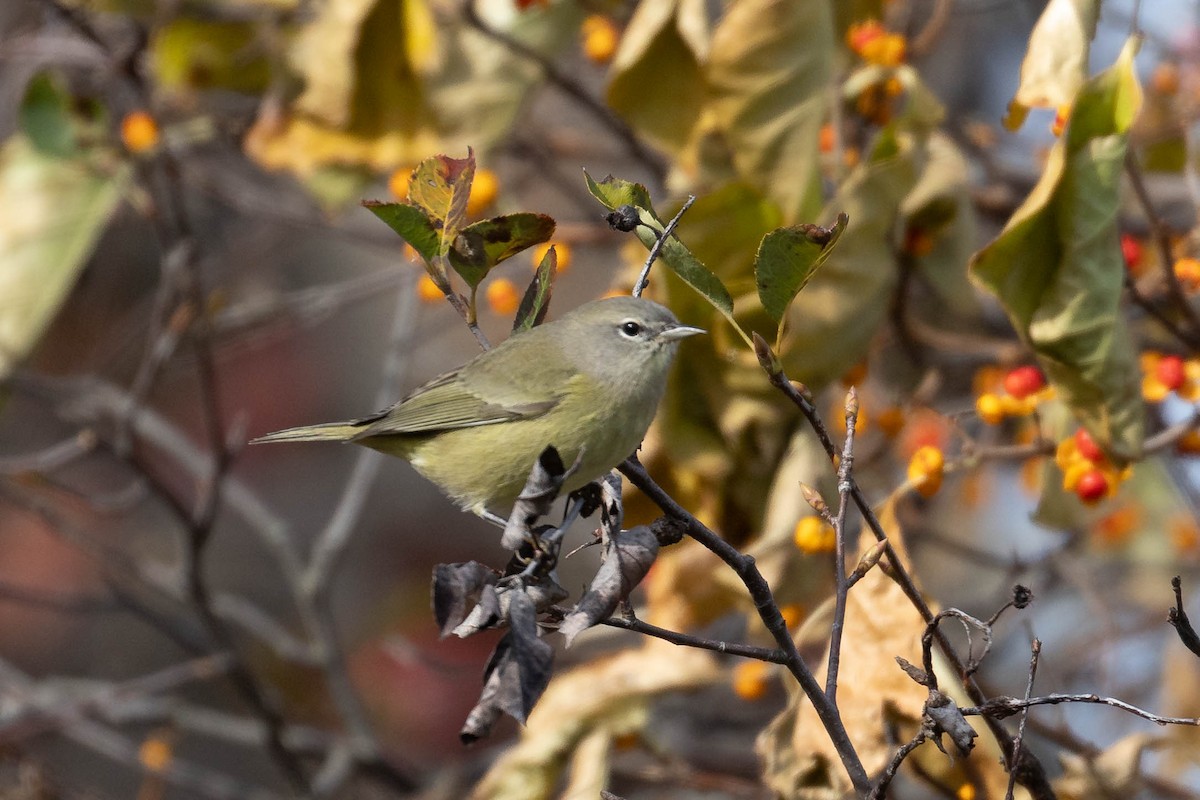 Orange-crowned Warbler - ML643775541
