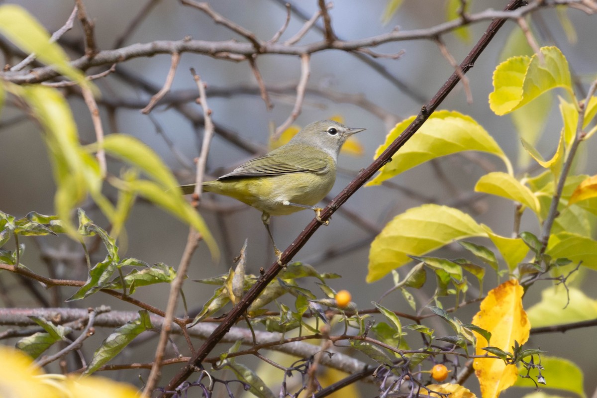 Orange-crowned Warbler - ML643775542