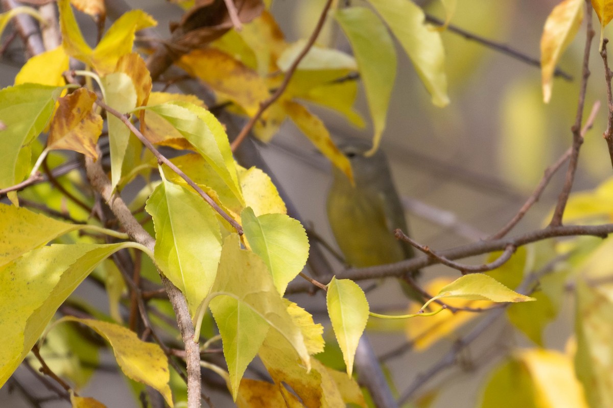 Orange-crowned Warbler - ML643775543