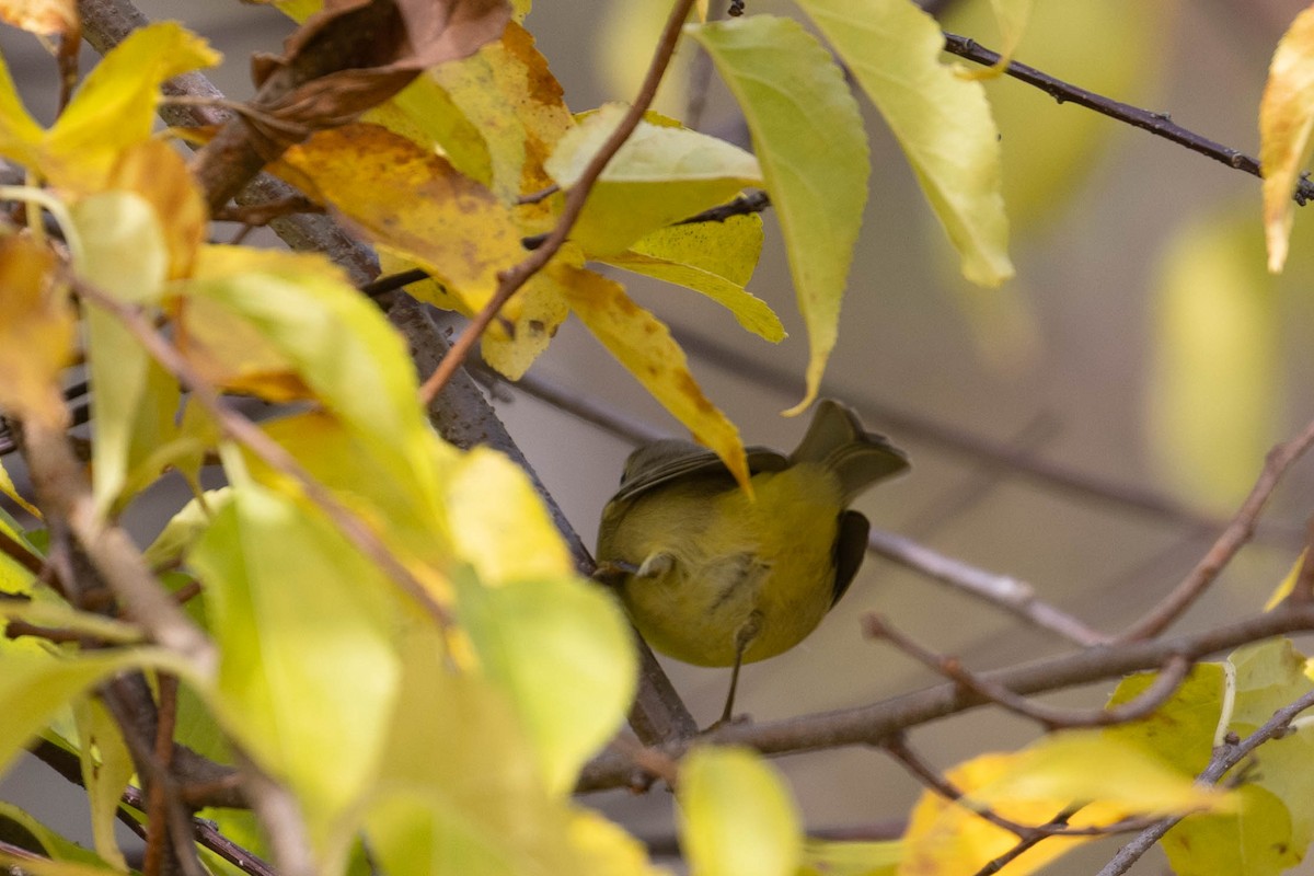 Orange-crowned Warbler - ML643775544
