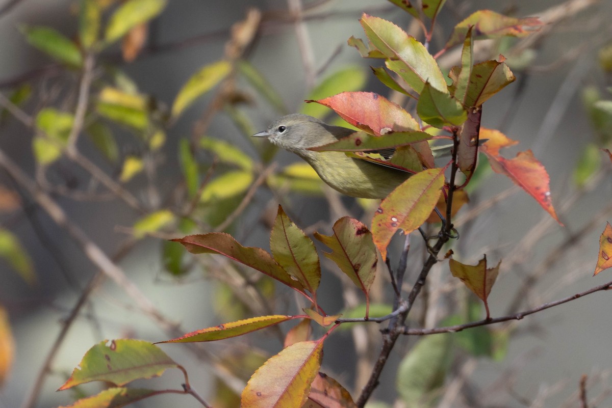 Orange-crowned Warbler - ML643775545