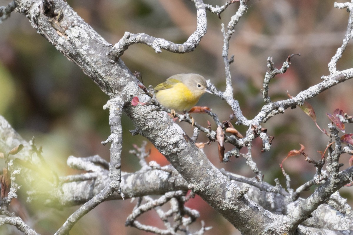 Nashville Warbler - ML643775547