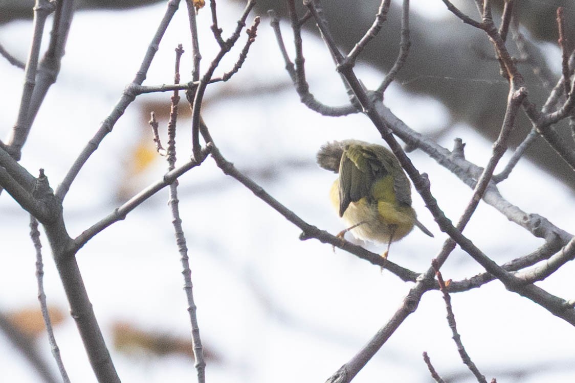 Nashville Warbler - ML643775548