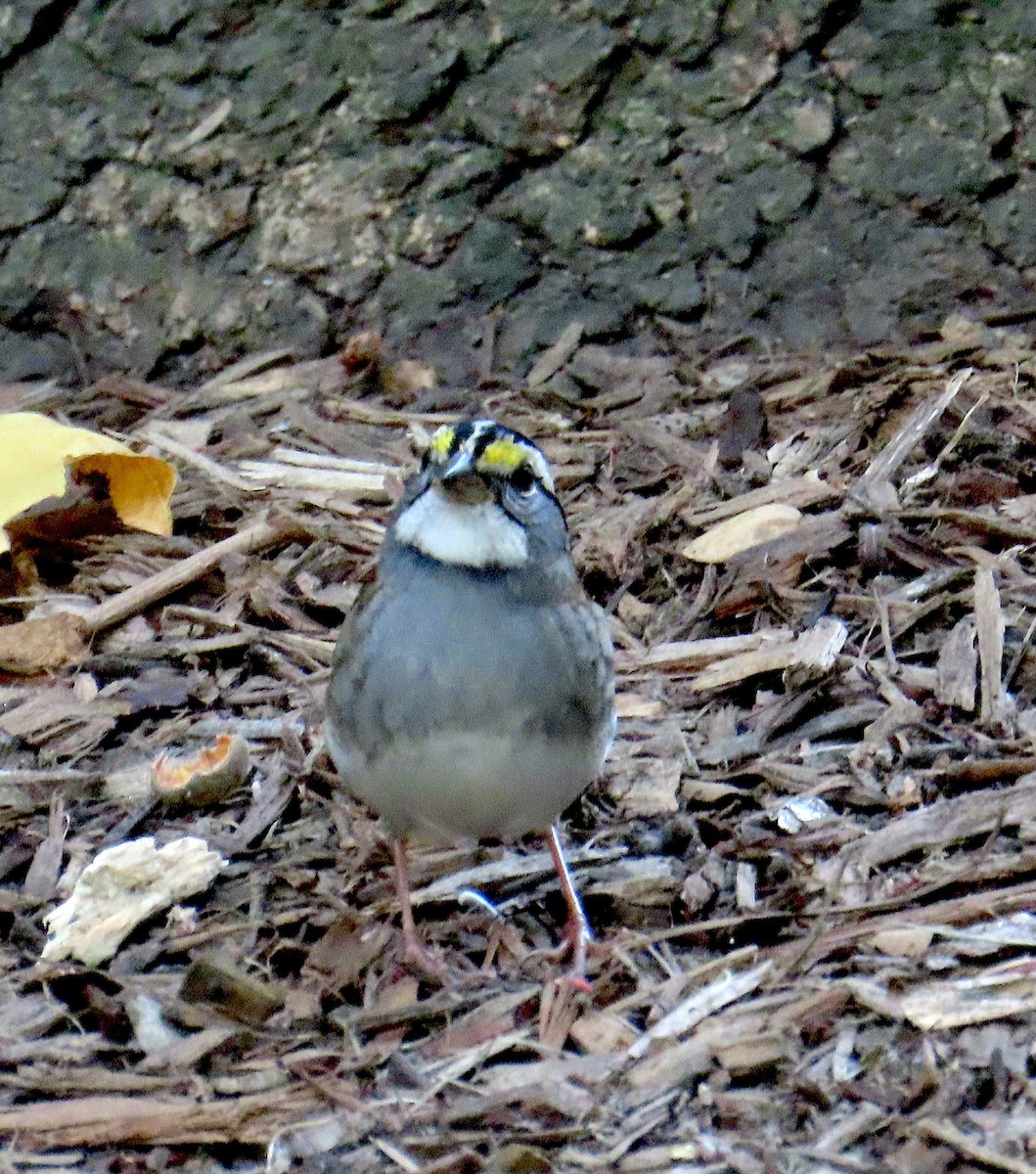 White-throated Sparrow - ML643775569
