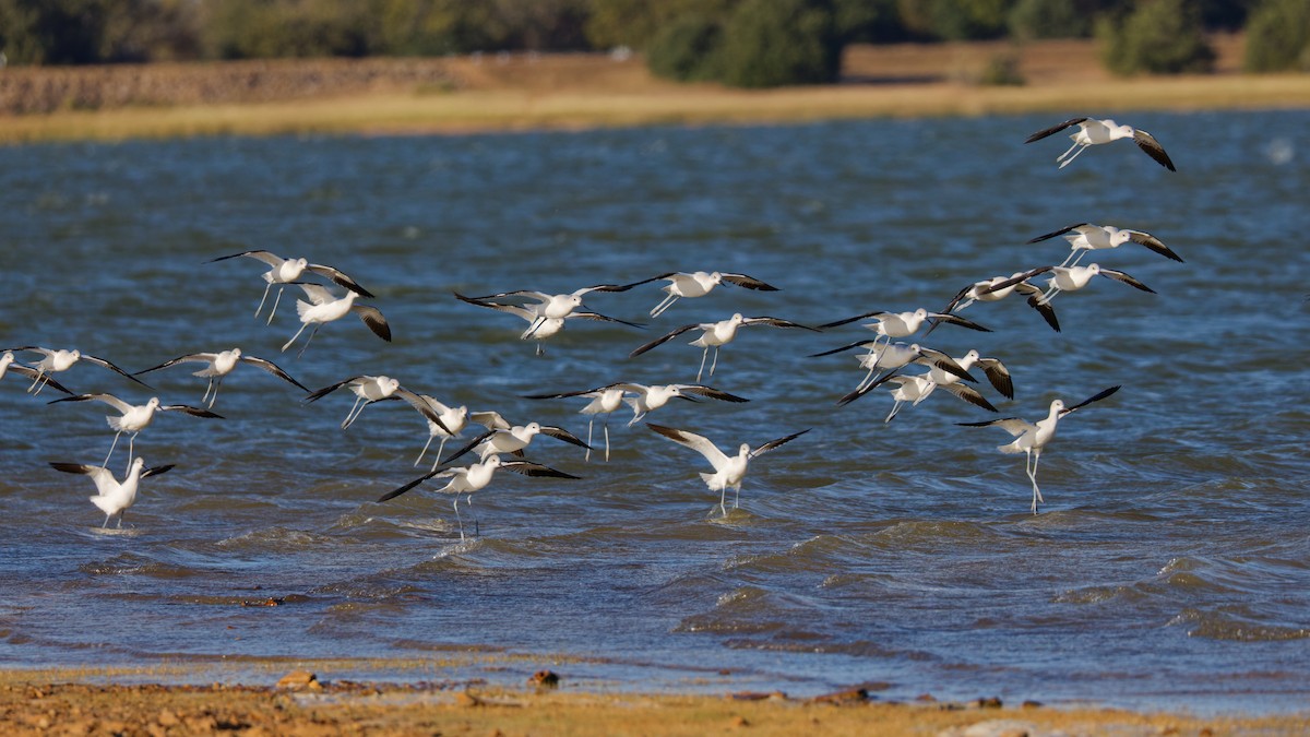 American Avocet - ML643775576