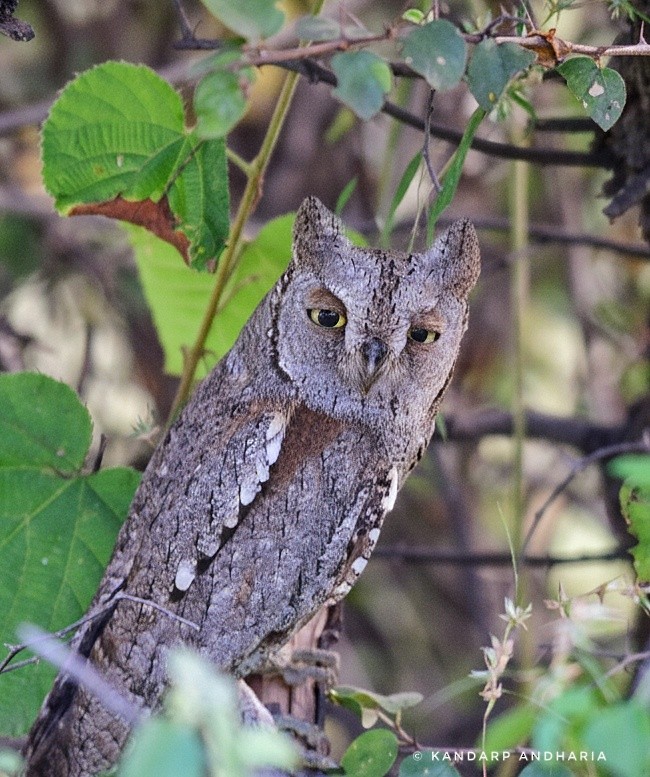 Eurasian Scops-Owl - ML643775590