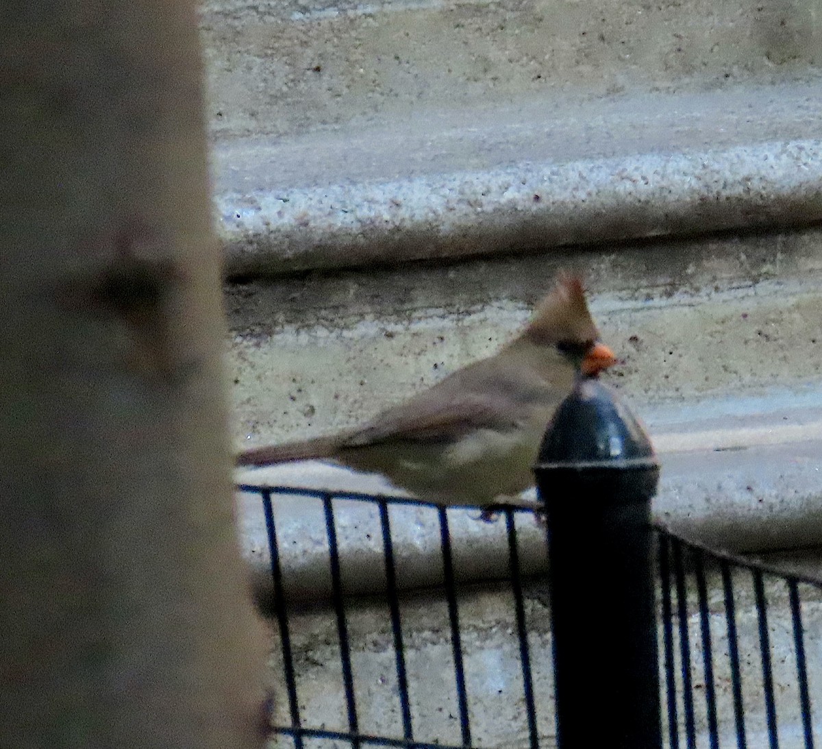 Northern Cardinal - ML643775610