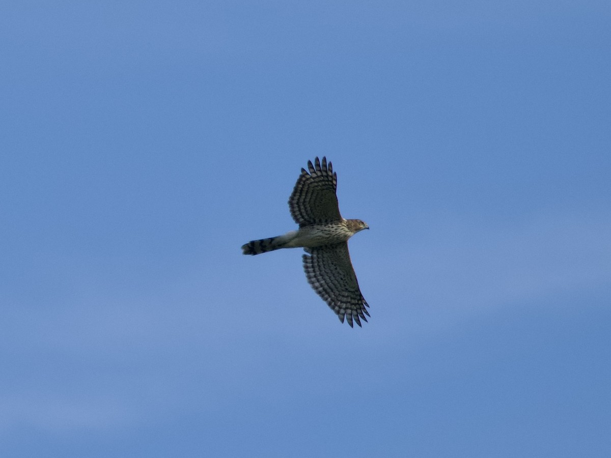 Cooper's Hawk - ML643775628