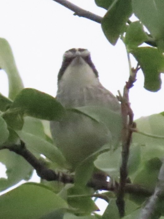 Чінголо широкобровий - ML643775629