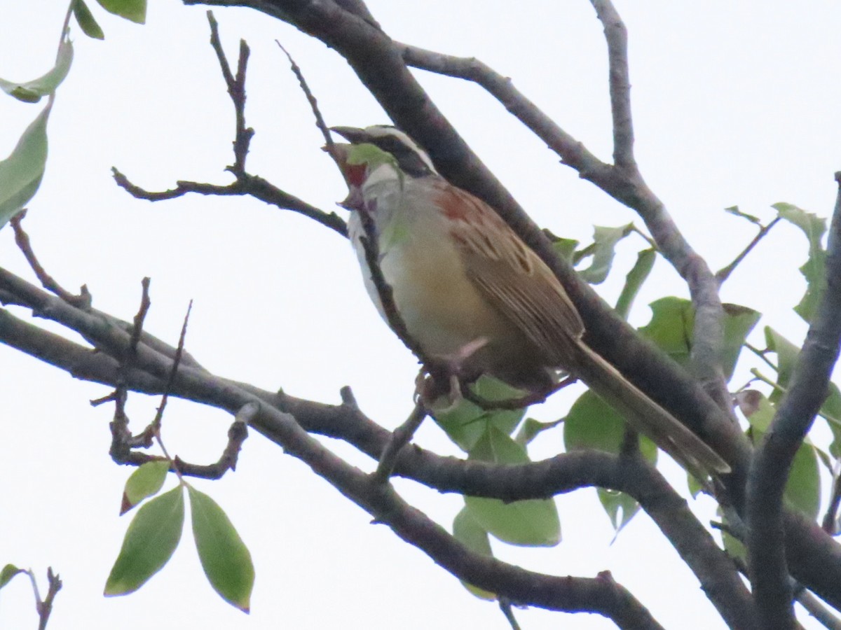 Чінголо широкобровий - ML643775630