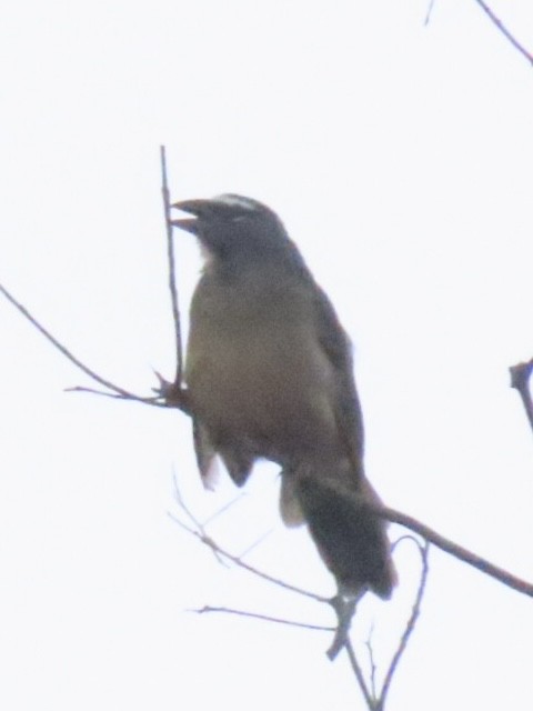 Cinnamon-bellied Saltator - ML643775642