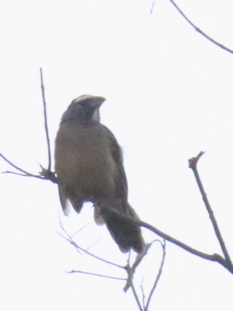 Cinnamon-bellied Saltator - ML643775643