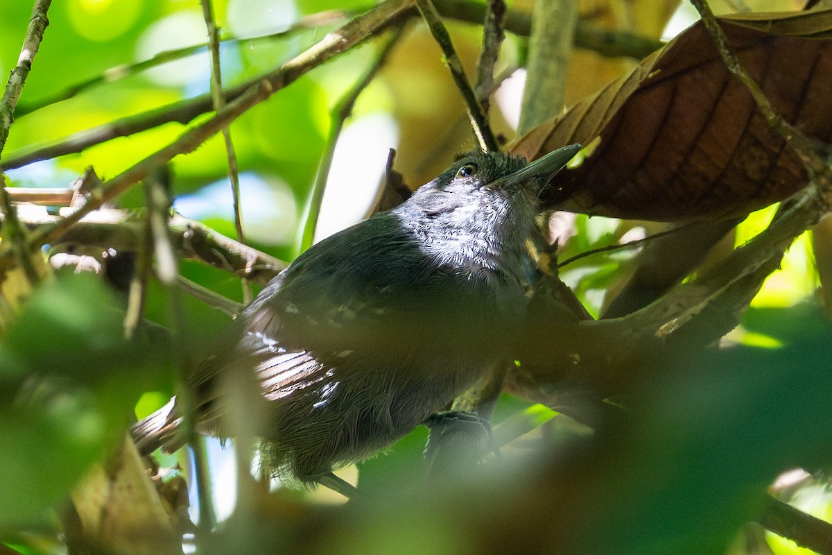 Mouse-colored Antshrike - ML643775654
